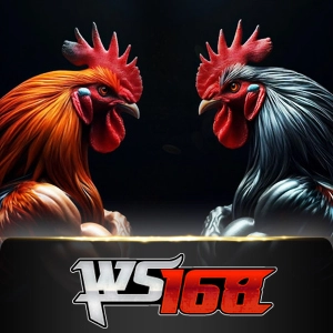 Ws168 Sabung - POCKETSLOT777